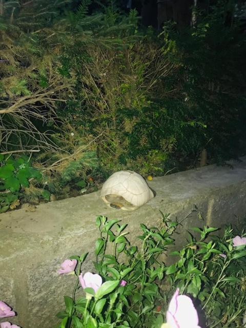 Greci Casa Matetoviciヴィラ エクステリア 写真